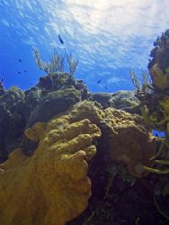 "Beautiful Reef" A beautiful reef shot taken in Cozumel. by Christa Loustalot 